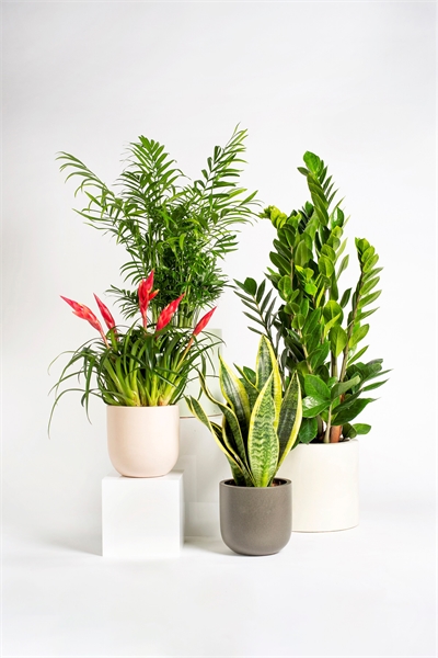 Набор "Неубиваемый 1145590001