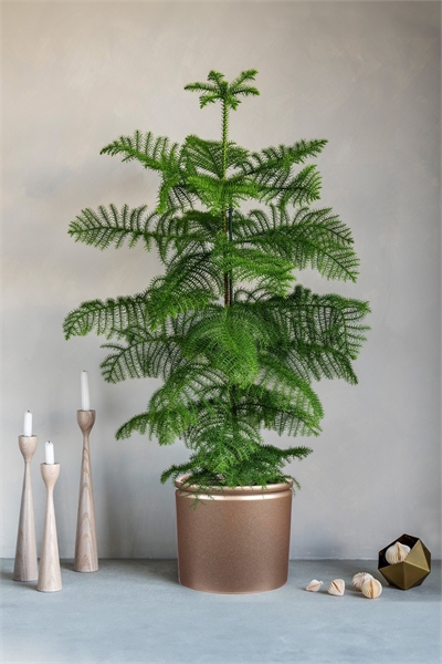 Норфолкская сосна 1289110001