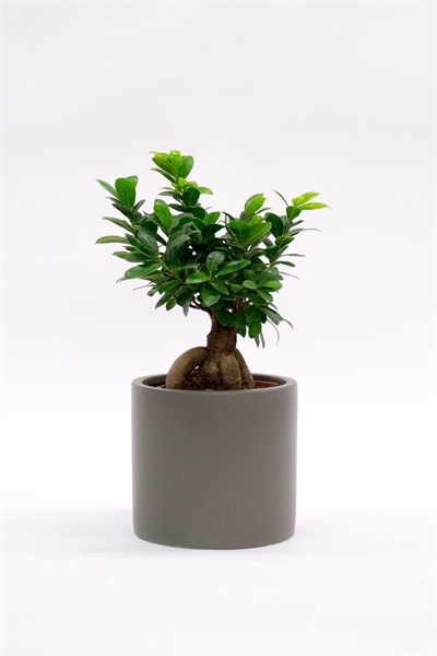 Бонсай Фикус Женьшень 1230631001