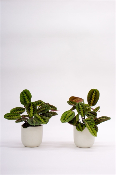 Пара молитвенных растений 1230644001