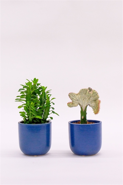 Пара кактусов 1230633001