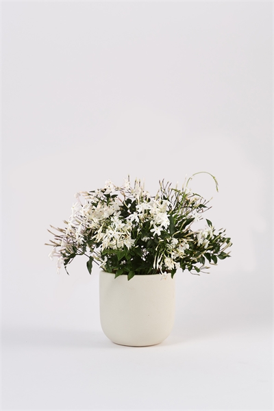 Жасмин 1180269001