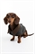 Вощеное пальто для собак - Фото 12469962