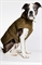 Стеганая куртка для собак - Фото 12471452