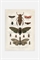 Винтажный постер с насекомыми - Фото 12483771