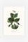 Постер с изображением зеленого клематиса - Фото 12489032