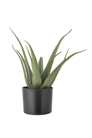 Растение алоэ 1282283001 - Фото 13125615