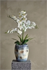 Растение орхидея 1282272001 - Фото 13164708
