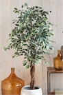 Искусственное растение фикус 1160794002 - Фото 13242585
