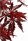 Искусственное растение клен 1209061001 - Фото 13587474