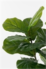 Искусственное растение Ficus Lyrata 1305969001 - Фото 13587735