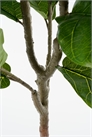 Искусственное растение Ficus Lyrata 1305969001 - Фото 13587736