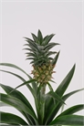 Ананасовое растение 1180272001 - Фото 13836132