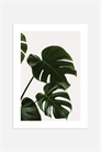 Постер Листья монстеры 1010923001 - Фото 13871256