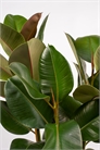Rubber Plant 1145588001 - Фото 13882038