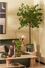 Искусственное растение фикус 1200966001 - Фото 13963032