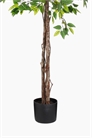 Искусственное растение фикус 1200966001 - Фото 13963035