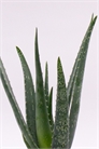 Пара алоэ вера 1230645001 - Фото 13970180